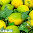 レモン A・B品サイズ混合 5kg 県特別栽培（無・無） (熊本県 オレンジヒルズ) 産地直送
