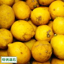 【B品】レモン 10kg 特別栽培 (熊本県 オレンジヒルズ) 産地直送 その1