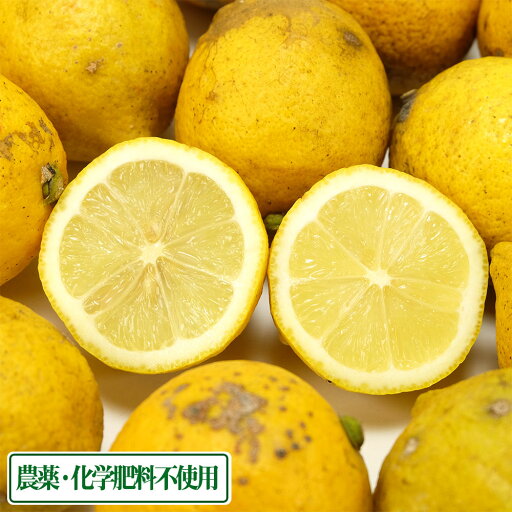 【加工用サイズ混合】レモン 10kg 県特別栽培(無・無) (熊本県 オレンジヒルズ) 産地直送 【加工用サイズ混合】レモン 10kg 県特別栽培(無・無) (熊本県 オレンジヒルズ) 産地直送