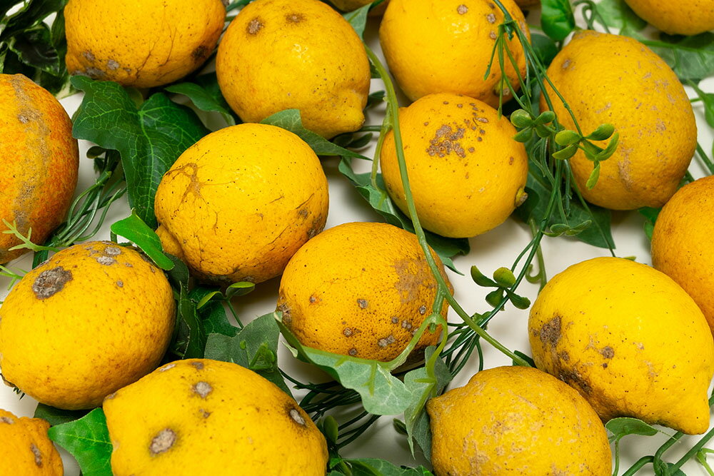 ポイント10倍★エントリー必須！【セール・C品・訳あり】レモン璃の香 10kg 県特別栽培 (熊本県 オレンジヒルズ) 産地直送