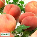 【クール便・家庭用小玉】 山形白桃 約8kg 特別栽培 (山形県 森谷果樹園) 産地直送