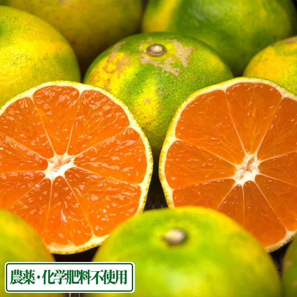 【11月はP10倍★要エントリー】【AB品サイズ混合】 広島県産(とびしま) 早生みかん 5kg 無・無 (広島県 とびしま農園) 産地直送(4)