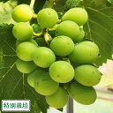 【クール便・予約】シャインマスカット 400g 特別栽培 (宮城県 つるじい&JUNナチュラルファーム) 産地直送 ぶどう