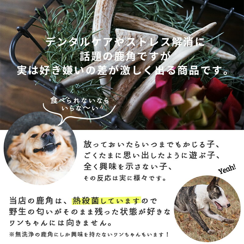 �����ᤷ�������Ѣ��̳�ƻ�� �� ����� ̵ź�� �� �ɥå��ա��� �ڥå� ���� ���� ������� �Ť����� �᤭ �ߤ��� ���� ���γ� �� ��� �ȥ饤���� �ǥ󥿥륱�� ���ȥ쥹��� ŷ���Ǻ� Ķ ������ ���м��