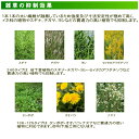 sjg-f:10017532のサンプル画像3