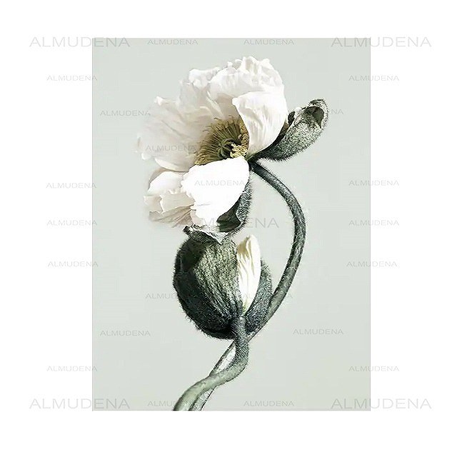 Rakuten - アートポスター フレーム付・アートパネル額付 植物 ボタニカル ・花シリーズ デザインNO-4 A4 A3 A2