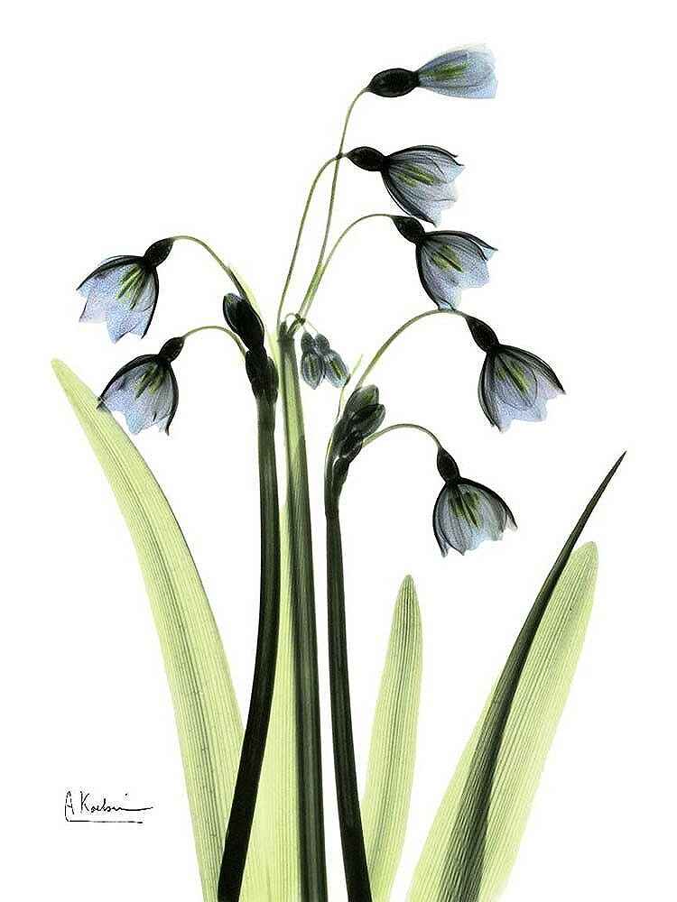Rakuten - A2 A3 フレーム付 アートパネル アートポスター 植物 ボタニカル ・スケルトンフラワーシリーズ デザインNO-4