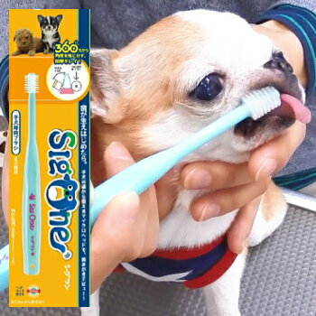 シグワン 子犬用 歯ブラシ ブルー 