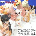 スムース チワワ CTミニョンブーケ CT触媒加工 母の日 プレゼント 花 犬 チワワ ペット グッズ メモリアル リアル ぬいぐるみ レジン 置物 トルソー マネキン 像 スムースコート B&T ホワイト ブラック ブラタン フォン レッド チョコタン スムチー