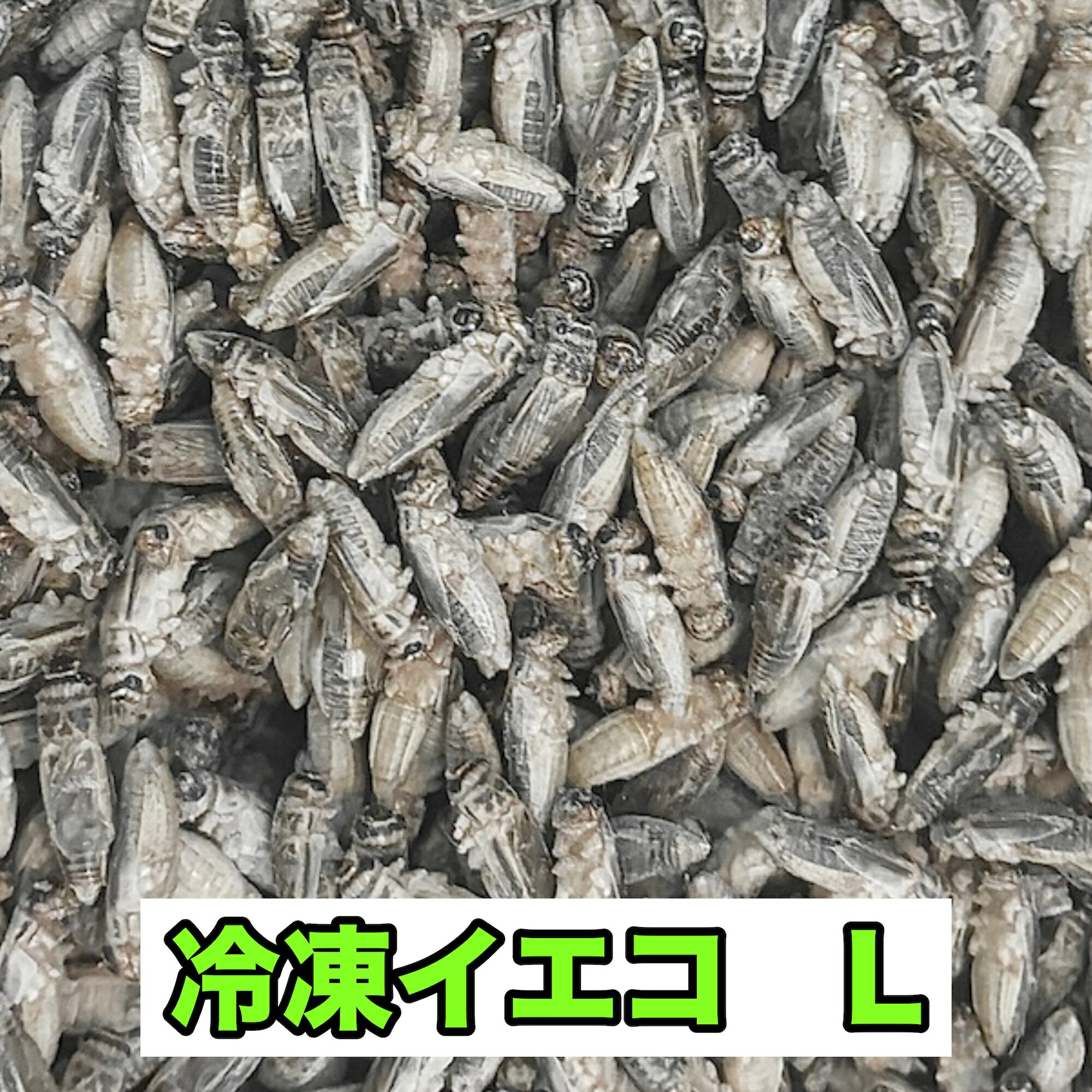 コオロギ 冷凍 イエコ ML メガ ミックス 生産者直販売 生き餌 爬虫類 両生類 クロコ トカゲ カナヘビ 小動物 カナヘビ トカゲ餌 ヤモリ カエル 冷凍餌 昆虫 えさ エサ 餌用 蛇 かえる 蛙 まとめ買い 送料無料