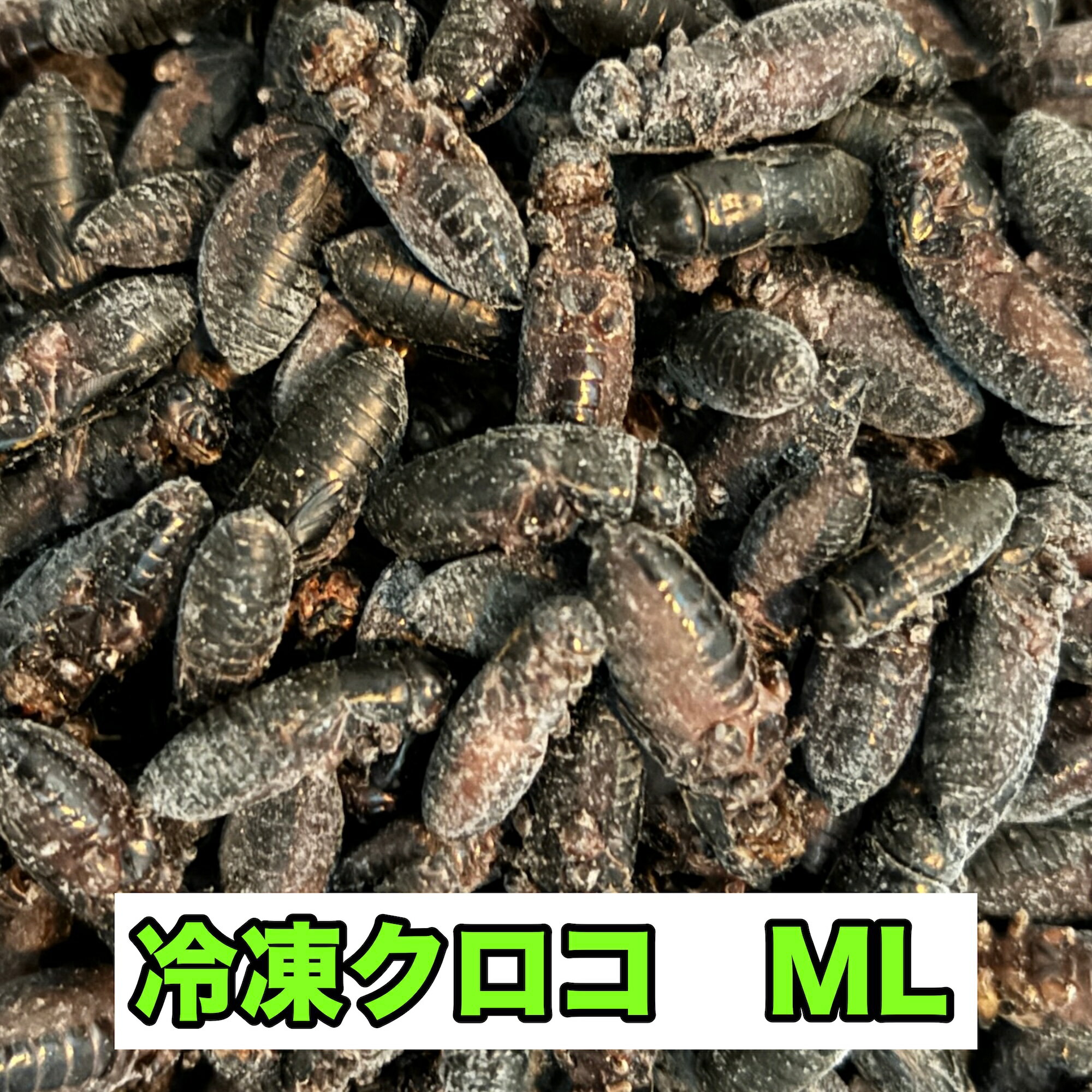 コオロギ 冷凍 クロコ ML メガ ミックス 生産者直販売 生き餌 爬虫類 両生類 イエコ トカゲ カナヘビ 小動物 カナヘビ トカゲ餌 ヤモリ カエル 冷凍餌 昆虫 えさ エサ 餌用 蛇 かえる 蛙 まとめ買い 送料無料