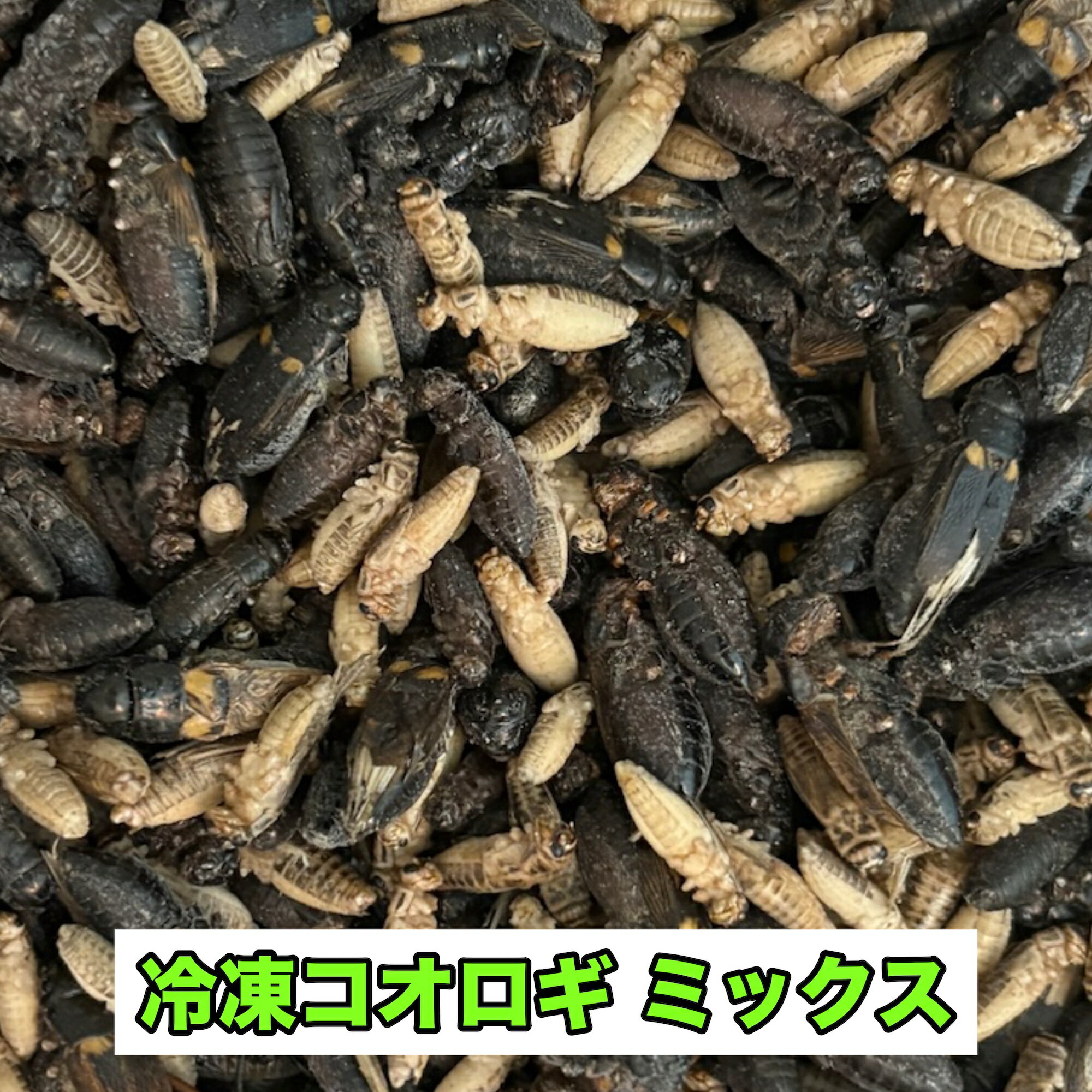 コオロギ 冷凍 ML メガ ミックス 生産者直販売 生き餌 爬虫類 両生類 イエコ クロコ トカゲ カナヘビ 小動物 カナヘビ トカゲ餌 ヤモリ カエル 冷凍餌 昆虫 えさ エサ 餌用 蛇 かえる 蛙 まとめ買い 送料無料