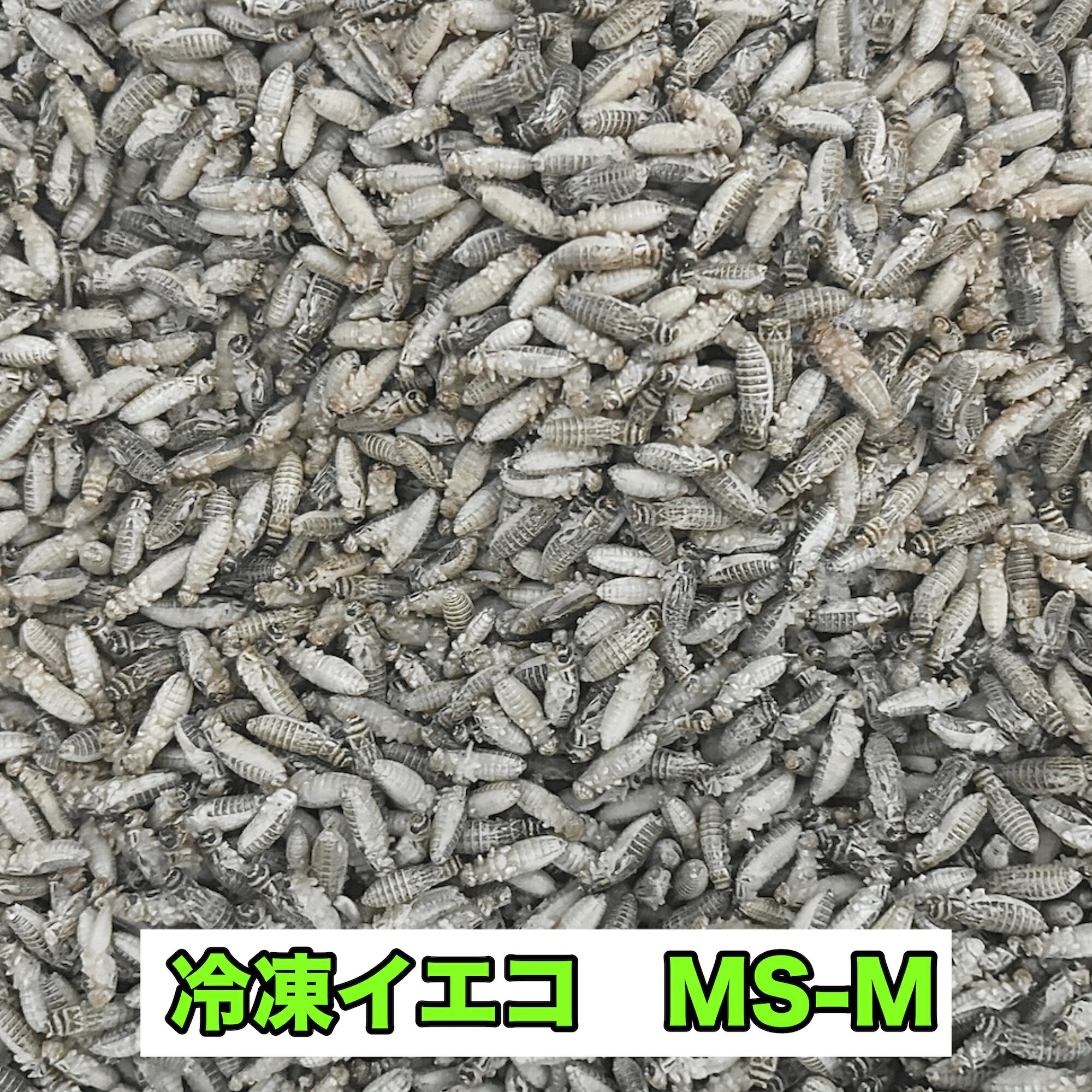 コオロギ 冷凍 MS-M ベビー用 小さめ 生産者直販売 生き餌 爬虫類 両生類 イエコ クロコ トカゲ カナヘビ 小動物 カナヘビ トカゲ餌 ヤモリ カエル 冷凍餌 昆虫 えさ エサ 餌用 蛇 かえる 蛙 まとめ買い 送料無料