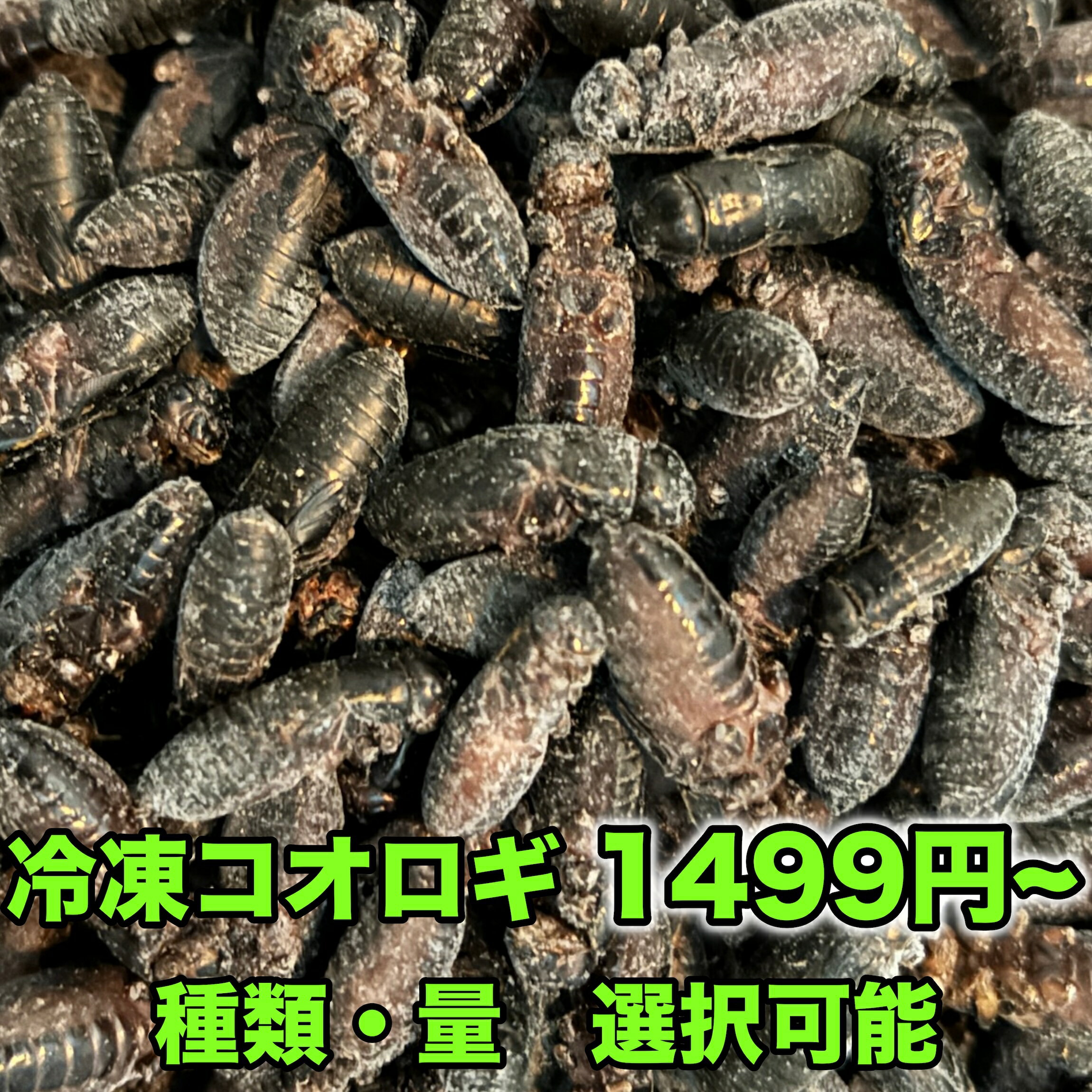 楽天市場】冷凍 コオロギの通販
