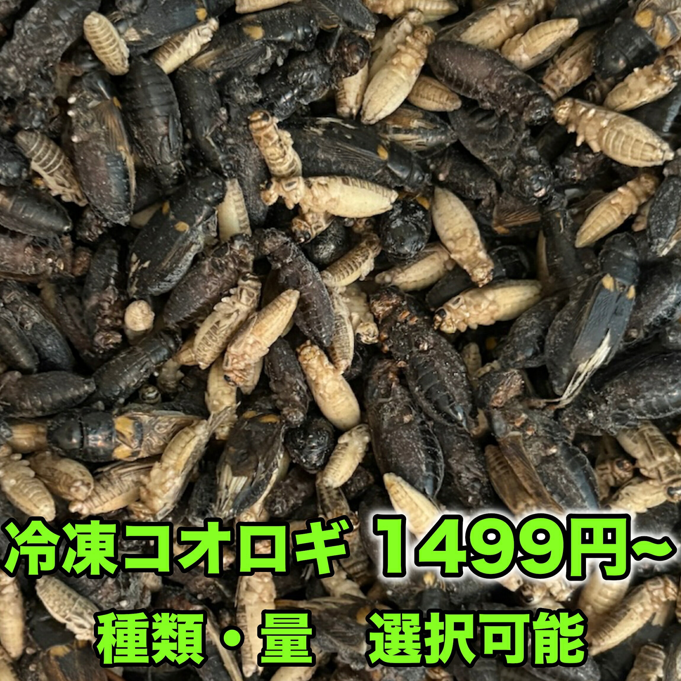 楽天市場】冷凍 コオロギ（エサ｜爬虫類・両生類）：ペット・ペット