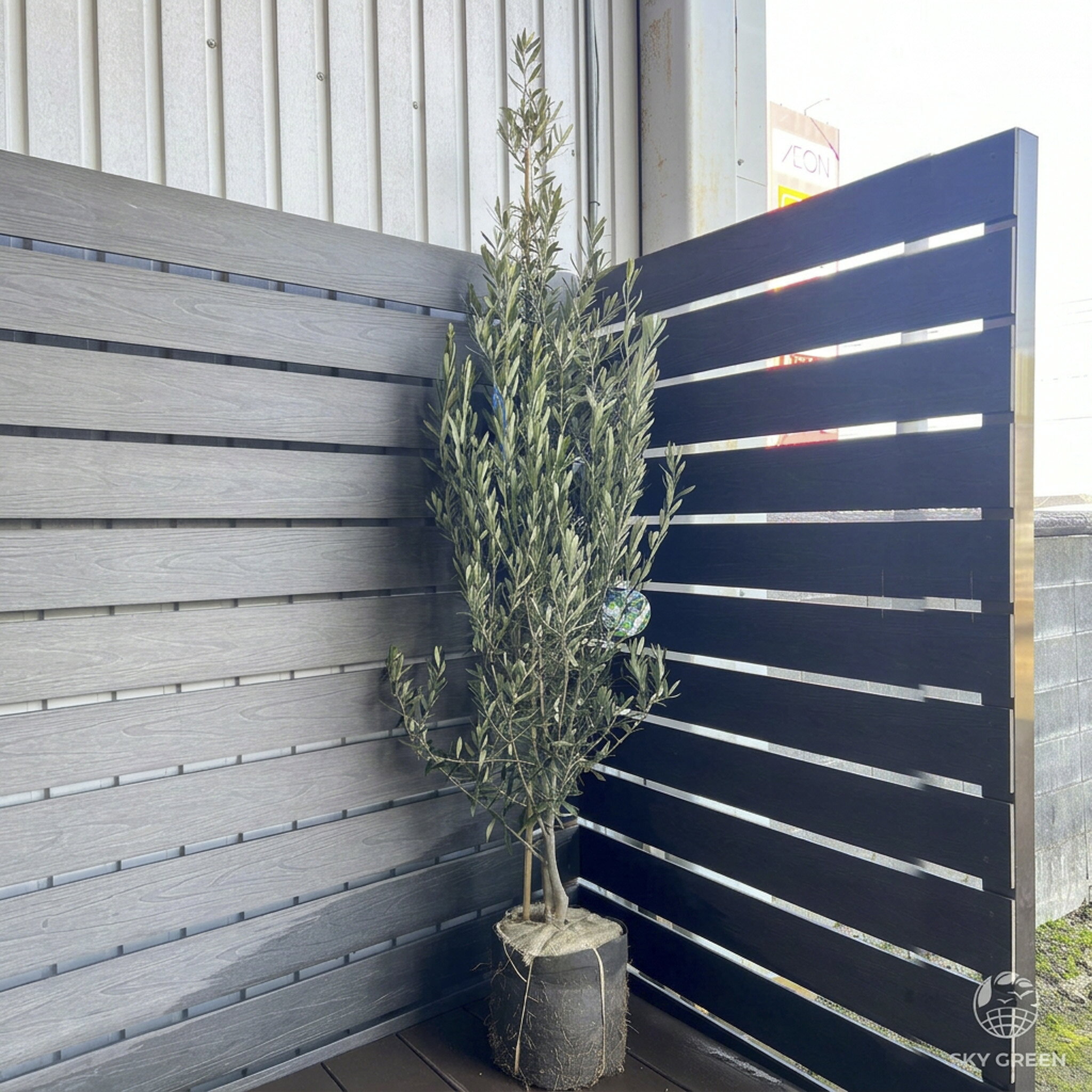 楽天市場】オリーブ 鉢植え シプレッシーノの通販