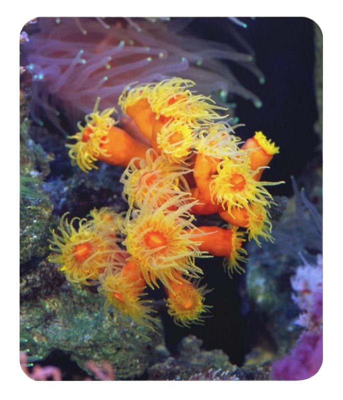 キサンゴの仲間のマウスパッド 2：フォトパッド（世界の海水魚シリーズ）