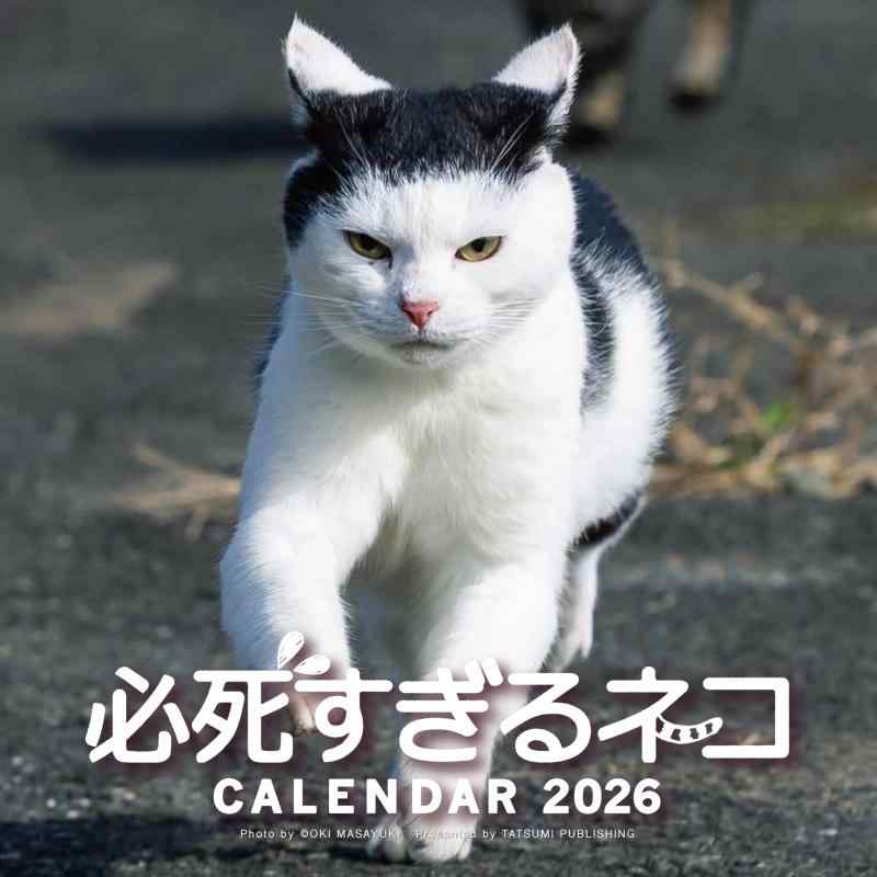 【購入者特典つき】2026 必死すぎるネコカレンダー