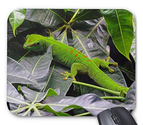 マダガスカルヒルヤモリのマウスパッド：フォトパッド（世界のヤモリシリーズ）