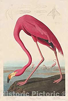 【中古】【輸入品・未使用】アーティスト:ロバート・Havell後ジョン・ジェームズ・オーデュボン|印刷: American Flamingo |日: 1838?|ヴィンテージFineアートプリント 24in