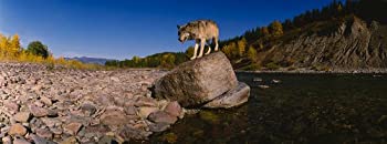 šۡ͢ʡ̤ѡ360ԡ&ƥåɲ: Gray Wolf North ForkʿƬ 72 in x 26.75 in 졼 94224_1789