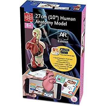 【中古】【輸入品・未使用】Elenco 10?%ダブルクォーテ% HUMAN ANATOMY a.r.バージョンBuldingモデルキット