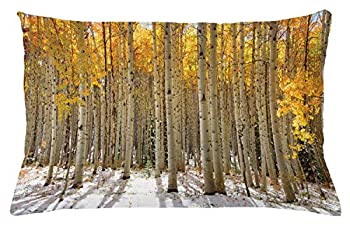 yÁzyAiEgpzlunarabletHXgX[NbVJo[AAspen Trees Warm̗tin Snow Forest in Early Winter TimeiA`ANZgP[X