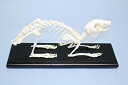 【中古】【輸入品・未使用】C&科学51004うさぎスケルトン