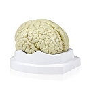 【中古】【輸入品・未使用】Walter Products B10401-3 Brain Model%カンマ% Life Size 3-Part