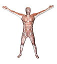 【中古】【輸入品・未使用】Muscle Adult Morphsuit 筋肉大人用全身タイツ♪ハロウィン♪サイズ：Large