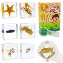 【中古】【輸入品・未使用】ELifeBox 海洋生物標本セット 6個入り ヤドリギカニ ヒトデ ナサリデ シキュウリ カイロマンテ デハニ樹脂コレクション サイ...