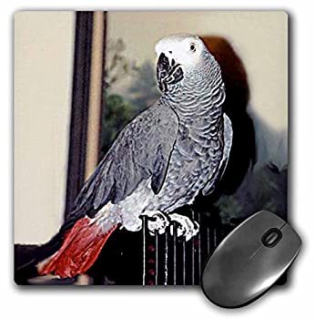 【中古】【輸入品・未使用】3Dローズ 鳥 - アフリカン グレー パロット - マウス パッド - マウスパッ..