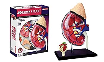 【中古】【輸入品・未使用】4D Master Human Anatomy Kidney Model Kit%カンマ% One Color by 4D Master