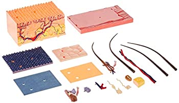 【中古】【輸入品・未使用】ヒト皮膚解剖モデル　4Dビジョン　並行輸入