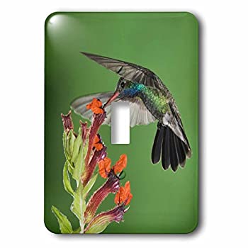 【中古】【輸入品・未使用】3drose LSP _ 84405?_ 1?broad-billed Feedingハチドリ、アリゾナna02?rnu0..