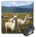 yÁzyAiEgpz3dRose LLC 8 x 8 x 0.25 Inches Mouse Pad%J}% Victory Ranch Alpaca Farm Mora New Mexico Julien Mcroberts (mp_92664_1) [sAi]