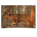 【中古】【輸入品・未使用】Birchwood Casey 37481 EZE-Scorer Deer 23x35
