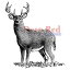 šۡ͢ʡ̤ѡDeep Red Cling Stamp 2.5%֥륯%X3%֥륯%-Buck Deer (¹͢)