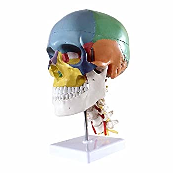 Dental Power製品Didactic Human Skullモデル%カンマ% with 7?Cervical Vertebrae、神経と動脈、onスタンド