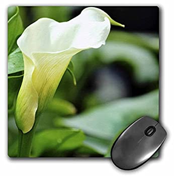 【中古】【輸入品・未使用】3dRose LLC 8 x 8 x 0.25 Inches Mouse Pad%カンマ% White Calla Lily Floral - Spring Flowers (mp_52787_1) [並行輸入品] 1