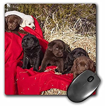 【中古】【輸入品・未使用】3dRose Three colors of Labrador Retriever dogs - NA02 ZMU0186 - Mouse Pad%カンマ% 8 by 8 inches (mp_140465_1) [並行輸入品](2)