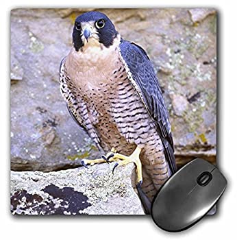 【中古】【輸入品・未使用】3dRose Peregrine Falcon Bird Native to US NA02 DNO0142 David Northcott Mouse Pad (mp_83817_1) [並行輸入品]