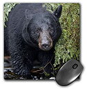yÁzyAiEgpz3dRose LLC 8 x 8 x 0.25 Inches Mouse Pad%J}% Alaska Kake Black Bear Chum Salmon Fish Paul Souders (mp_87648_1) [sAi]