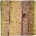 yÁzyAiEgpz3dRose LLC 8 x 8 x 0.25 Inches Mouse Pad%J}% Technical Rock Climber Devils Tower Columns Wyoming Frank Zurey (mp_97305_1) [sAi]