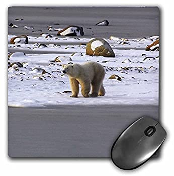 【中古】【輸入品・未使用】3dRose LLC 8 x 8 x 0.25 Inches Polar Bear Mouse Pad (mp_10718_1) [並行輸入品]