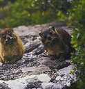 yÁzyAiEgpz3dRose LLC 8 x 8 x 0.25 Inches Mouse Pad%J}% South Africa%J}% Cape of Good Hope. Rock Hyrax Wildlife-As42 Pso0008 - Paul Souders (mp_