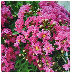 【中古】【輸入品・未使用】3dRose Garden crepe myrtle - Mouse Pad%カンマ% 8 by 8 inches (mp_53676_1) [並行輸入品]