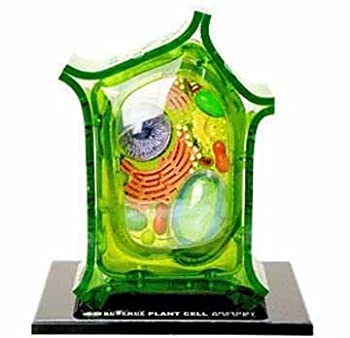 【中古】【輸入品・未使用】Famemaster 4D-Science Plant Cell Anatomy Model [並行輸入品]