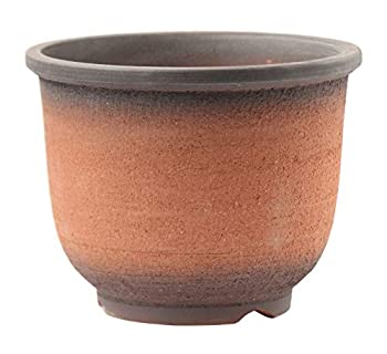 【中古】【輸入品・未使用】6号黒吹エビネ 3027-6 [並行輸入品]