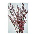 【中古】【輸入品・未使用】Preserved Eucalyptus Branches - Red